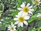 Preview: Caltha palustris Alba - Sumpfdotterblume weiß Blüte